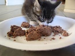  How Long Can Wet Cat Food Be Left Out