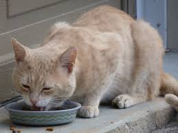 How to Get Cat to Eat Wet Food