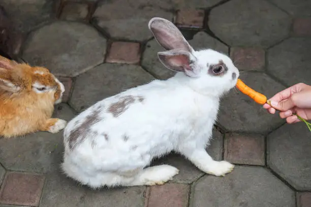 Can Chickens Eat Cat Food