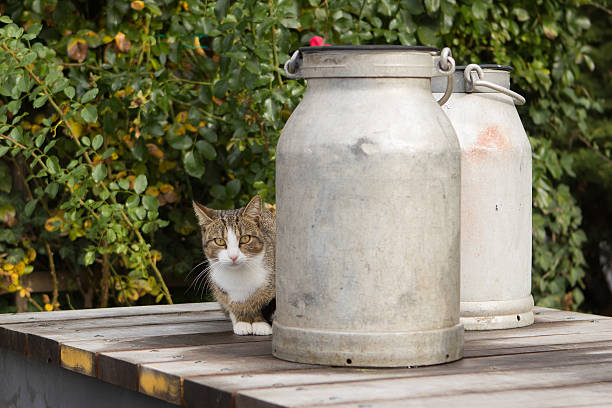 can birds eat cat food